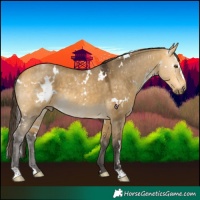 Horse Color:White Spotted Buckskin Dun 
