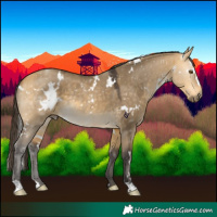 Horse Color:White Spotted Buckskin Dun
