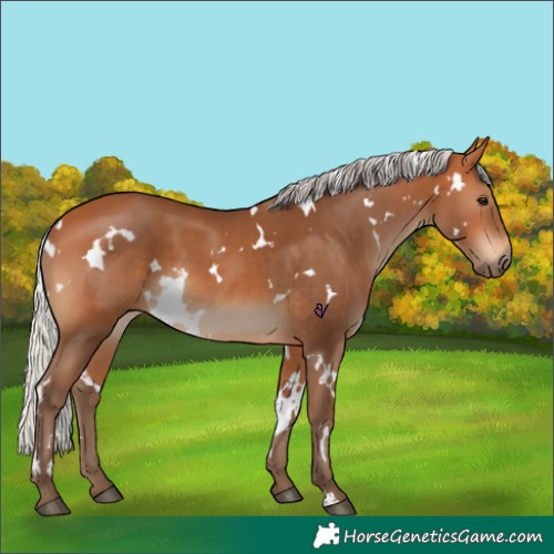 Horse Color:White Spotted Silver Bay 