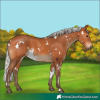 Horse Color:White Spotted Silver Bay