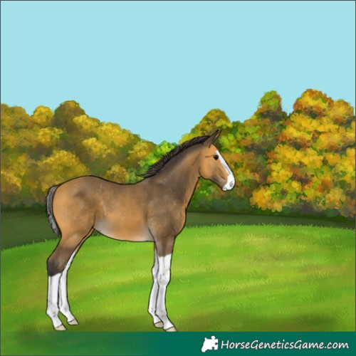 Horse Color:Buckskin Splash 