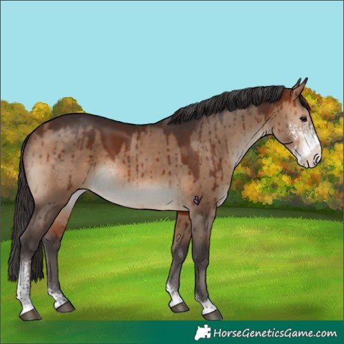 Horse Color:Bay Dun Sabino Tobiano Brindle 