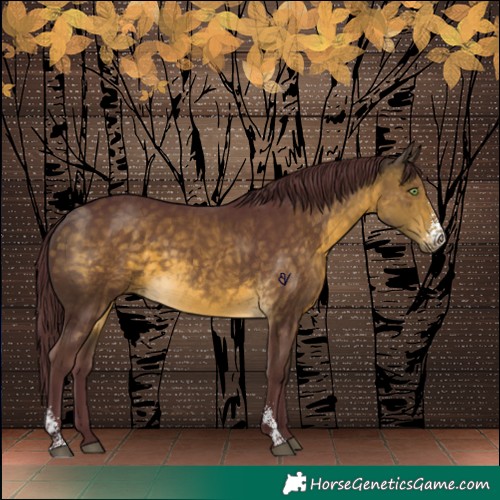Horse Color:Chocolate Buckskin Sabino 