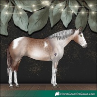 Horse Color:Gray Chocolate Bay Dun Splash Tobiano