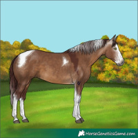 Horse Color:Gray Chocolate Bay Dun Splash Tobiano