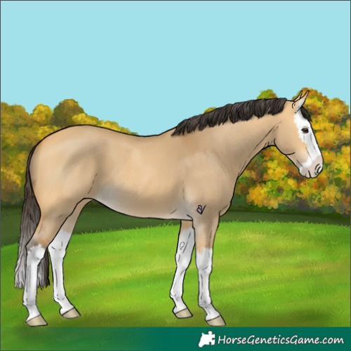 Horse Color:Buckskin Dun Splash 