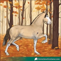 Horse Color:Buckskin Dun Splash