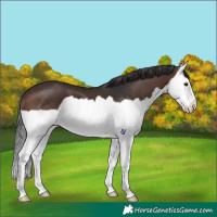 Horse Color:Brown Splash