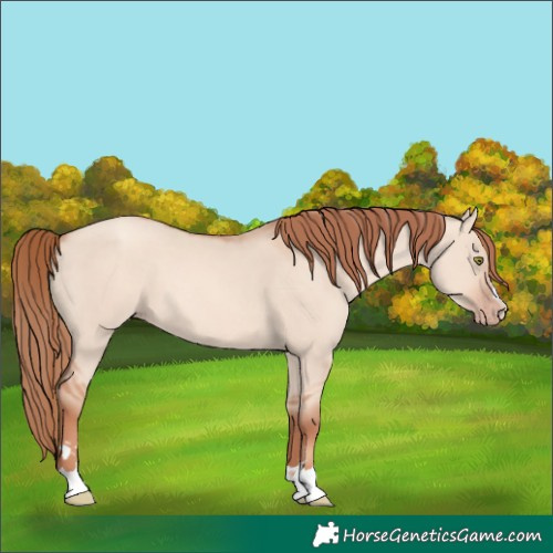 Horse Color:Gold Champagne Dun 
