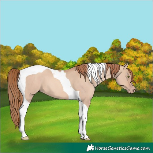 Horse Color:Gold Champagne Dun Tobiano 