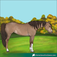 Horse Color:Liver Red Dun Rabicano