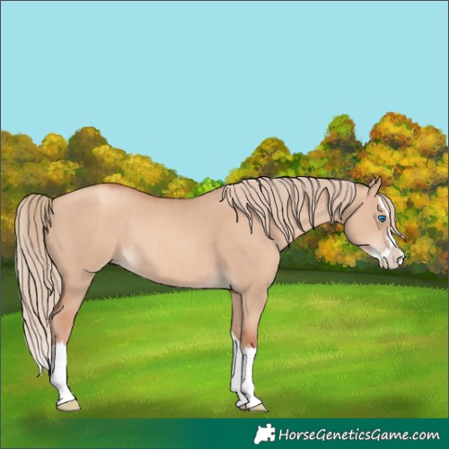 Horse Color:Gold Champagne Dun Splash Rabicano