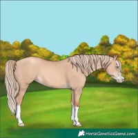 Horse Color:Gold Champagne Dun Splash Rabicano 
