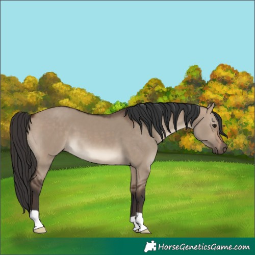 Horse Color:Brown Dun 