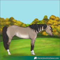 Horse Color:Brown Dun
