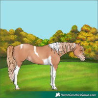 Horse Color:Gold Champagne Tobiano