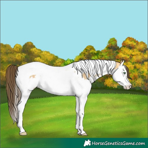 Horse Color:Amber Cream Champagne Dun Splash Tobiano Rabicano 