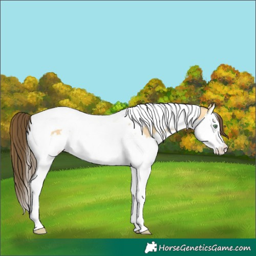 Horse Color:Amber Cream Champagne Dun Splash Tobiano Rabicano 