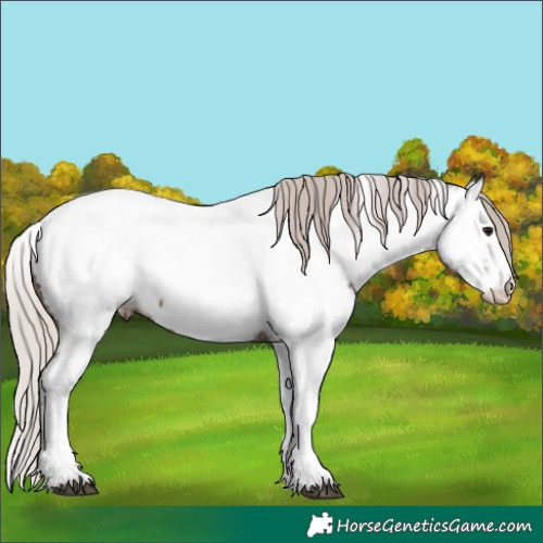 Horse Color:White Spotted Silver Black Ice Splash Tobiano Appaloosa 