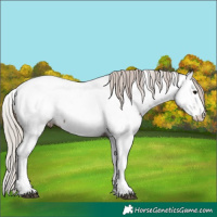 Horse Color:White Spotted Silver Black Ice Splash Tobiano Appaloosa