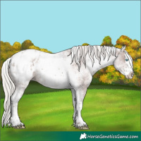 Horse Color:White Spotted Silver Black Ice Sabino Splash Appaloosa