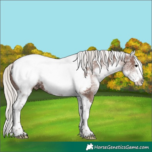 Horse Color:White Spotted Silver Black Ice Splash Tobiano Appaloosa 