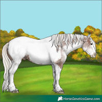 Horse Color:White Spotted Silver Black Ice Splash Tobiano Appaloosa 