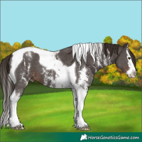 Horse Color:Liver Chestnut Sabino Splash Tobiano 
