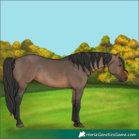 Horse Color:Brown Dun 