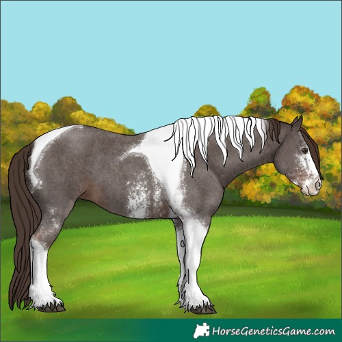 Horse Color:Liver Chestnut Sabino Tobiano 