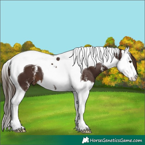 Horse Color:Liver Chestnut Sabino Splash Tobiano 
