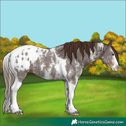 Horse Color:Liver Chestnut Sabino Tobiano Appaloosa 
