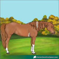 Horse Color:Chestnut Tobiano