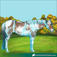 Horse Color:Thunderstruck White Spotted Bay Ice Tobiano