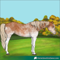 Horse Color:White Spotted Chestnut 