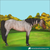 Horse Color:Brown Roan