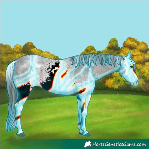 Horse Color:Thunderstruck White Spotted Brown Mushroom Appaloosa Rabicano