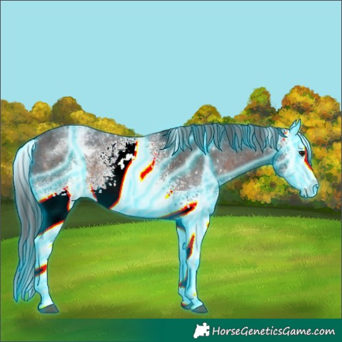 Horse Color:Thunderstruck White Spotted Brown Mushroom Appaloosa Rabicano