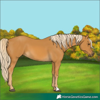Horse Color:Palomino 