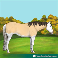 Horse Color:Buckskin Dun Splash 