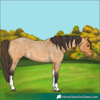Horse Color:Buckskin Roan Tobiano