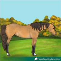 Horse Color:Buckskin 