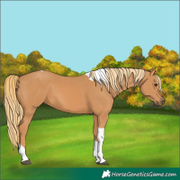 Horse Color:Chestnut Tobiano