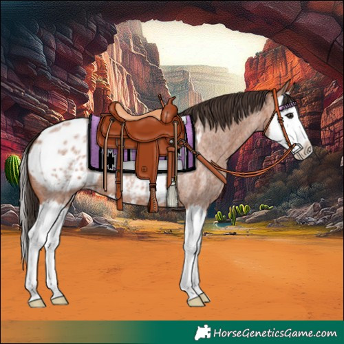 Horse Color:Bay Roan Splash Appaloosa 