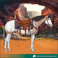 Horse Color:Bay Roan Splash Appaloosa