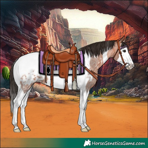 Horse Color:Bay Roan Splash Tobiano Appaloosa 