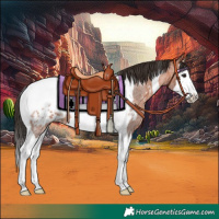 Horse Color:Bay Roan Splash Tobiano Appaloosa