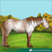 Horse Color:Gray Chestnut 