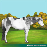 Horse Color:Gray White Spotted Black  and Gray White Spotted Black Rabicano 