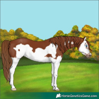 Horse Color:Chestnut Splash Frame